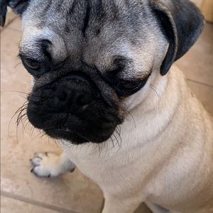 Meet your Posher, Dylan